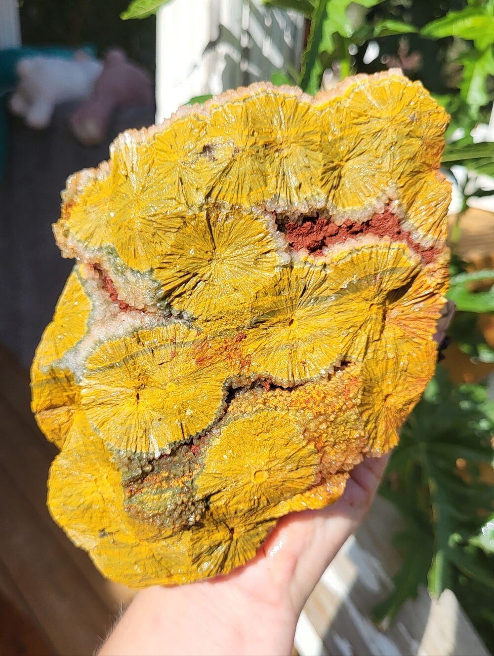 Huge Firey And  Rare Kabamby Ocean Jasper Freeform